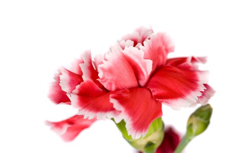 Close up of a red carnation flower (dianthus)の写真素材