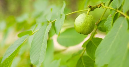 Green nut hanging on a tree branch between leavesの写真素材