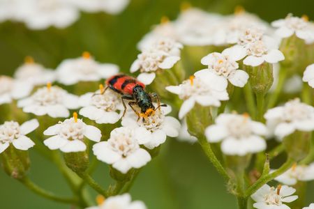 Insect pollenizing flowers in a sunny dayの写真素材
