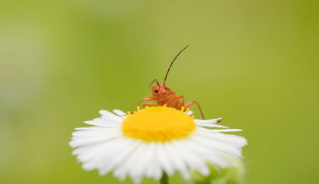 Insect pollenizing flowers in a sunny dayの写真素材