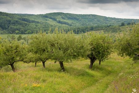 Landscape with apple trees and a forest in background, in a cloudy dayの写真素材