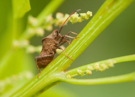 Close up of a brown bug on a plant