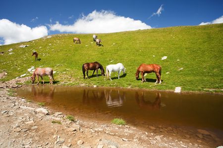 Horses drinking water from a pond in the mountainsの写真素材