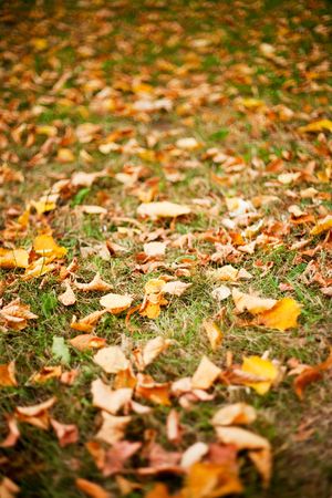Beautiful background with fallen leaves on grassの写真素材