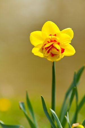 Close up of daffodil (Narcissus) in a garden with shallow depth of fieldの写真素材