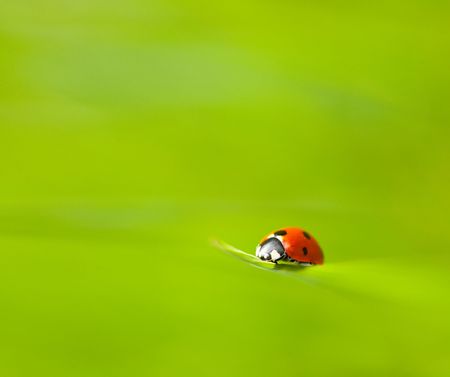 Macro of a ladybug on the top of a grass strawの写真素材