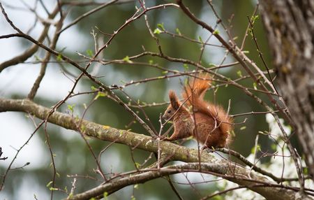 Outdoor image of a red wild squirrel in its natural habitatの写真素材