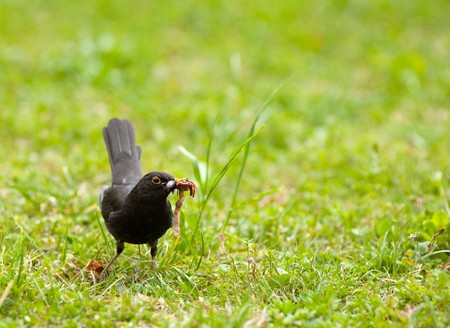 Little blackbird making provisions from insects and wormsの写真素材