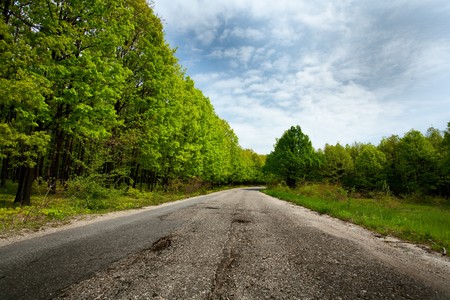 Landscape with an empty road going through an oak forestの写真素材