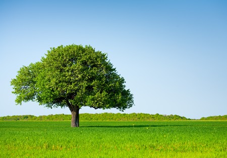 Landscape with a lonely tree in a wheat field under clear blue sky