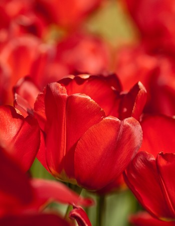 Flower bed of beautiful fresh tulips in a gardenの写真素材