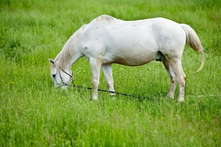 White horse grazing on a green meadowの写真素材