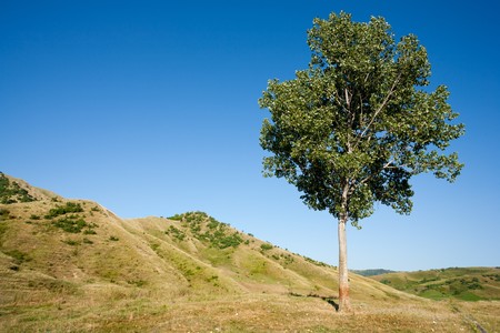 Landscape with a lone tree and blue sky at sunset