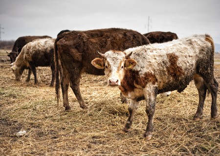 Several dirty cows grazing on dried yellow grassの写真素材
