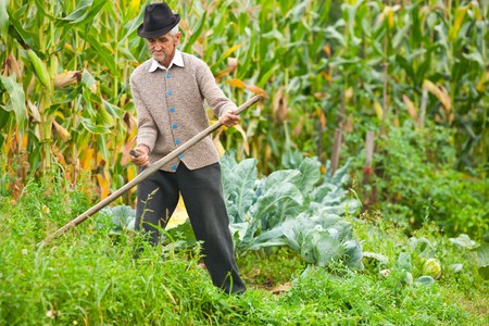 Senior farmer using scythe to mow the lawn traditionallyの写真素材