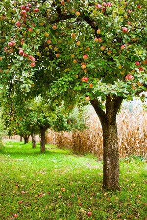 Apple trees in an orchard, with red apples ready for harvest Apple trees in an orchard, with red apples ready for harvest