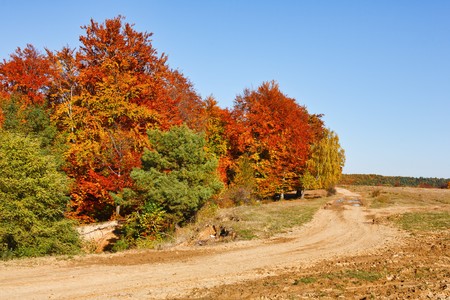 Autumnal landscape with beech trees in a sunny day