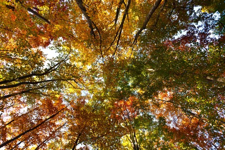 Landscape with beech forest in autumnal colors