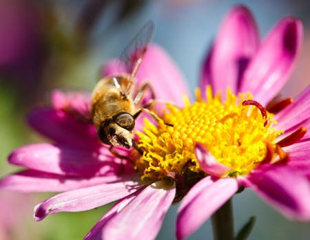 Macro of a bee on a purple daisy flower