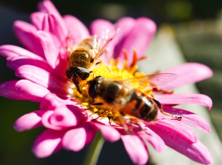 Macro of a bee on a purple daisy flowerの写真素材