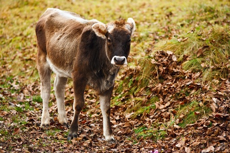 Single brown calf on a farm landの写真素材