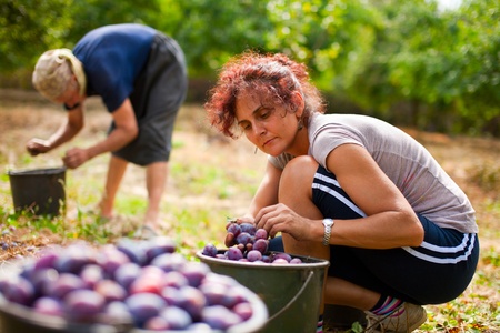 Young woman picking plums in an orchardの写真素材