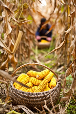 Basket with corn at the harvest, a person is working in the blurred backgroundの写真素材