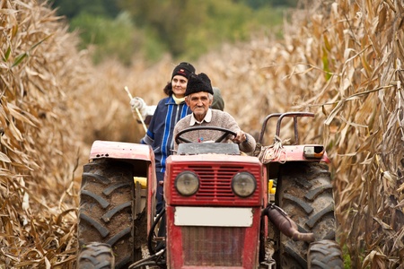 Rural family on a tractor driving through a ripe corn field for the harvestの写真素材