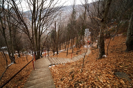 Landscape with stairs going through the forest