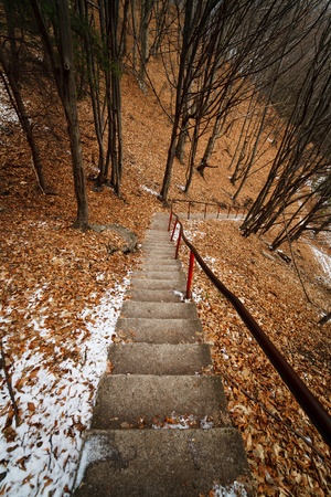 Landscape with stairs going through the forestの写真素材