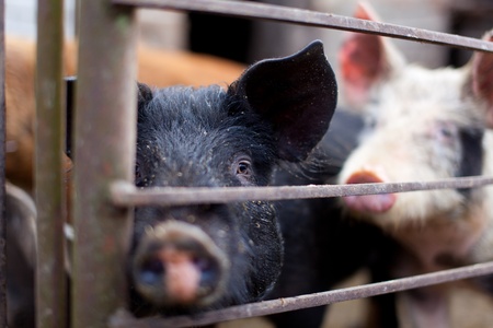 Baby pig behind bars in a pigsty