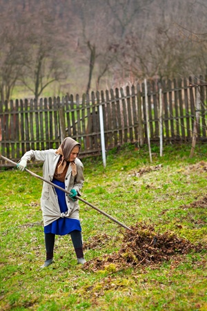 Senior farmer woman using a rake to clean up the garden of the fallen leaves in the springの写真素材