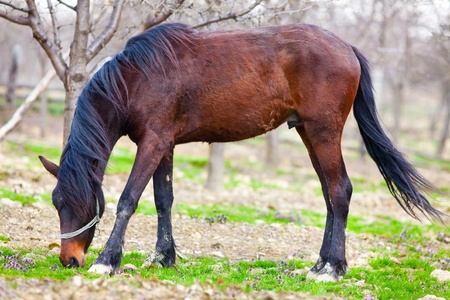 Portrait of a brown horse grazing in an orchardの写真素材