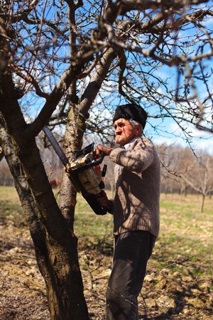 Portrait of a senior farmer trimming apple trees in an orchard