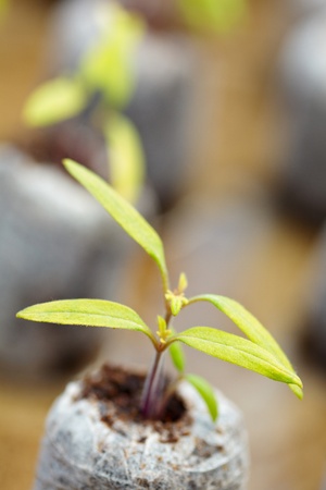 Closeup of tomato seedlings in peat balls, outdoorの写真素材