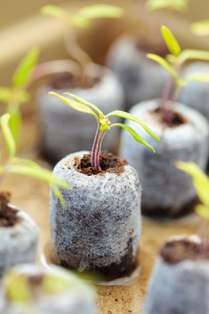 Closeup of tomato seedlings in peat balls, outdoorの写真素材