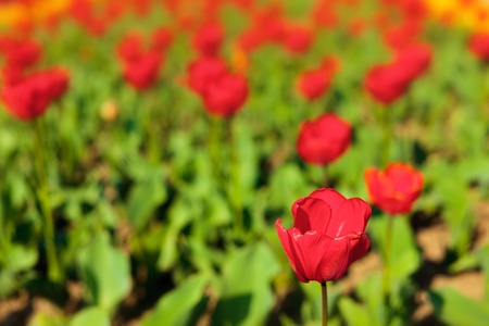 Many red tulips in a park, with selective focusの写真素材