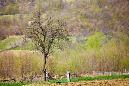 Apple tree in the garden, with forest in backgroundの写真素材