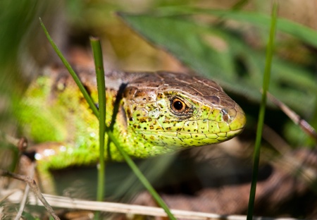 Closeup portrait of a green lizard outdoor
