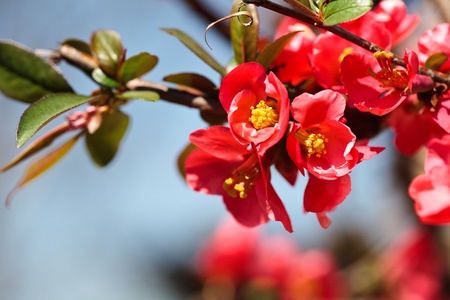 Closeup of a japanese flowering quinceの写真素材