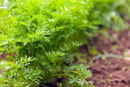 Closeup image of a stack of dill outdoorの写真素材
