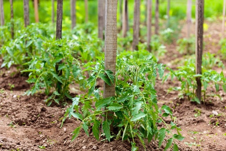 Closeup of rows of tomato plants in a garden