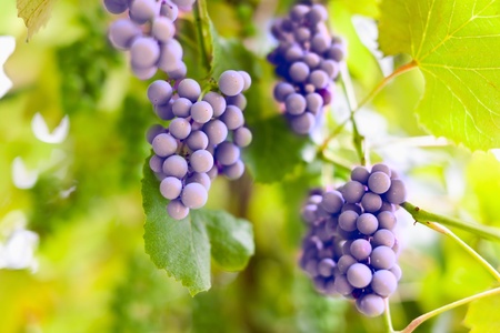 Closeup of bunch of grapes in a winery among leaves