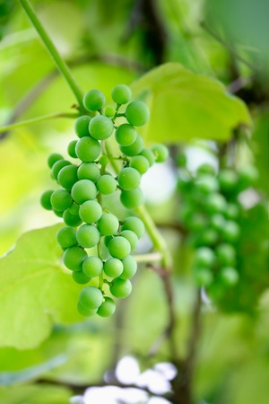 Closeup of a bunch of unripe grapes among leaves in a vineryの写真素材
