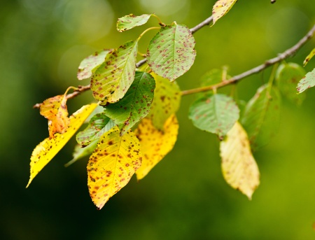 Closeup of yellow and green cherry tree leaves on a branch, at the end of the summer