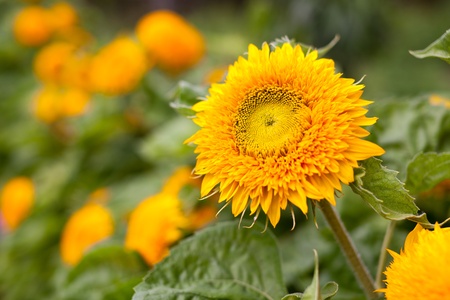 Closeup of a yellow daisy (ornamental sunflower) outdoorの写真素材