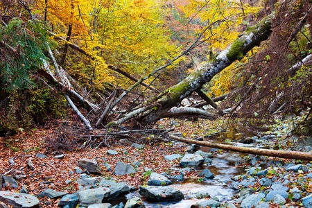 Landscape with fallen trees and a creek in the autumn