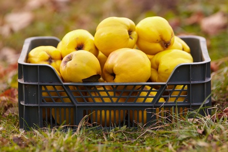 Freshly harvested quinces in a crate on the grassの写真素材