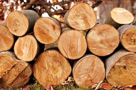 A pile of freshly cut logs outdoor