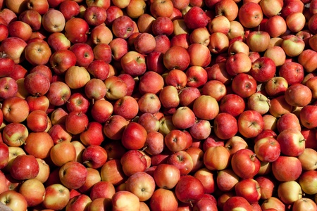 Big pile of red apples in the daylightの写真素材